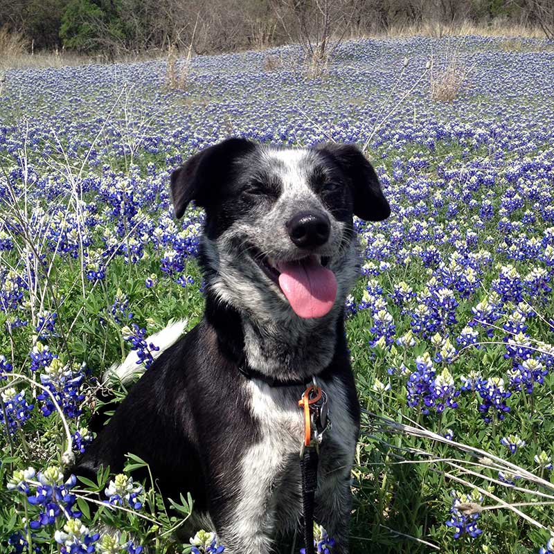 Kiko
