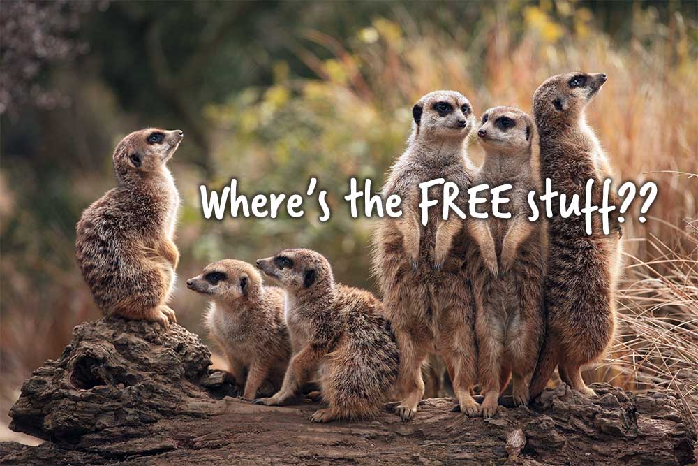 free-images-banner meerkats looking for free photos to use on website